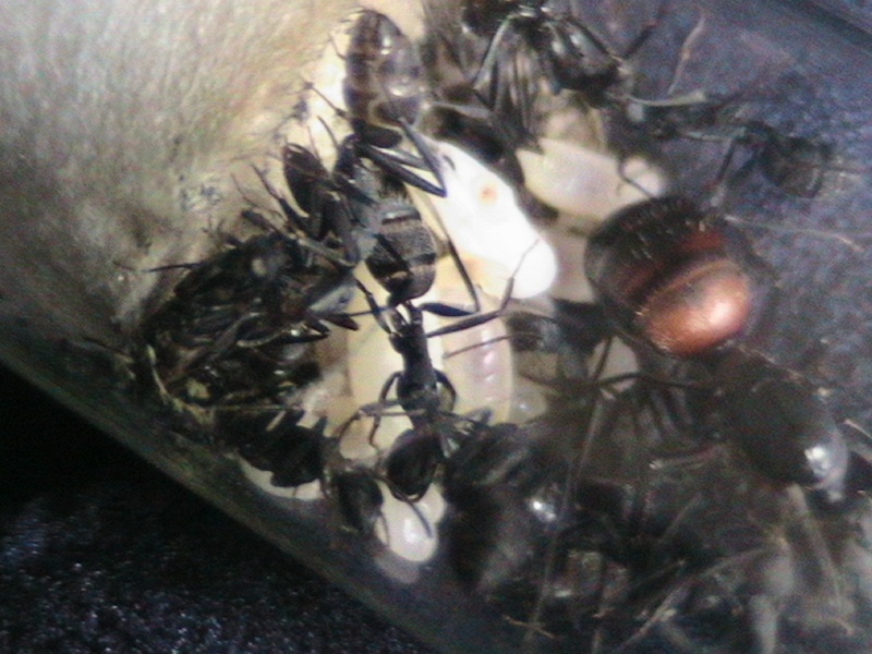 Mes fourmis Camponotus cruentatus. Photo_14