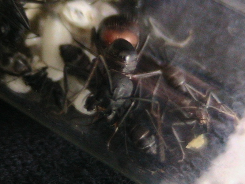 Mes fourmis Camponotus cruentatus. Photo_15