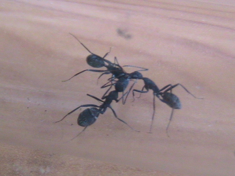 Mes fourmis Camponotus cruentatus. Photo_16