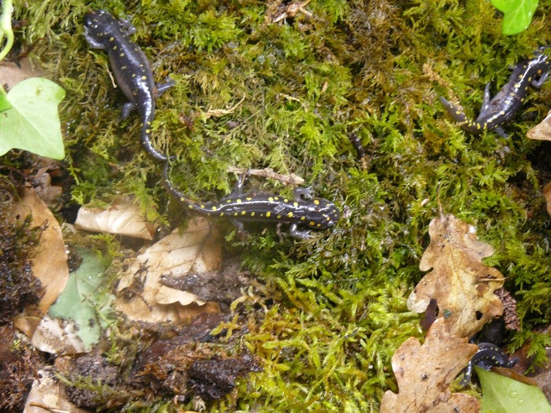 quelle espece?, ambystoma maculatum P1040510