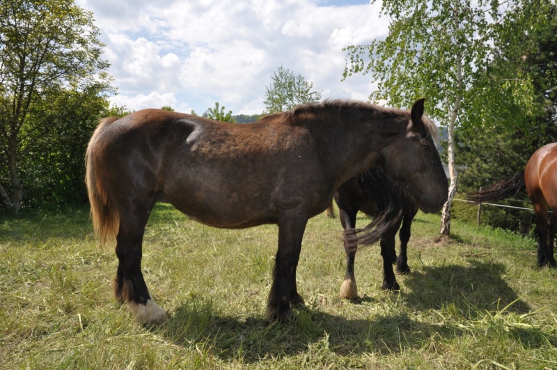 Dept 63, Lolotte , sauvée par rapssody (dcd 2019) Photo_18