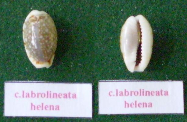 Naria labrolineata f. helenae (Roberts, 1869) voir Naria labrolineata  Panor115