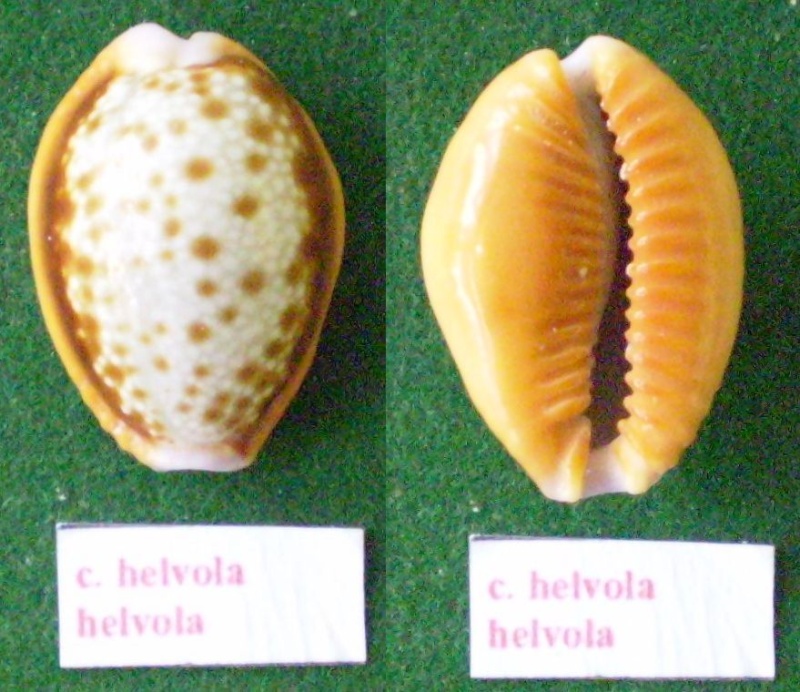 Naria helvola helvola (Linnaeus, 1758) Panor121