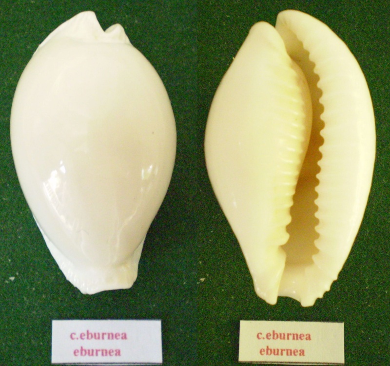 Naria eburnea (Barnes, 1824) Panor160