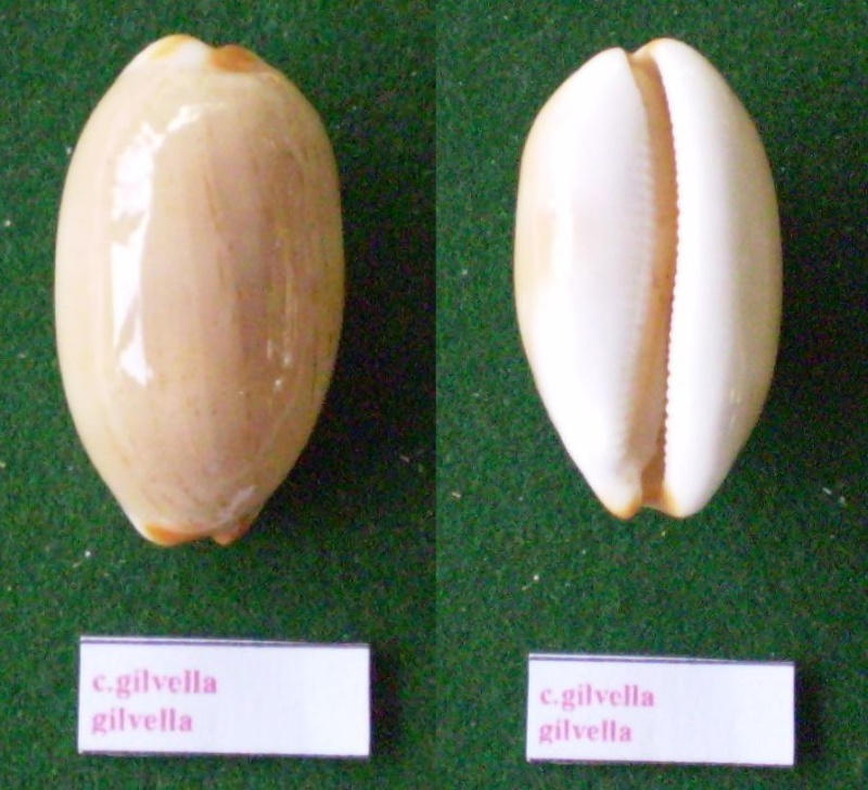 Luria isabella f gilvella - Lorenz, 2002 voir Luria isabella - (Linnaeus, 1758) Panora89