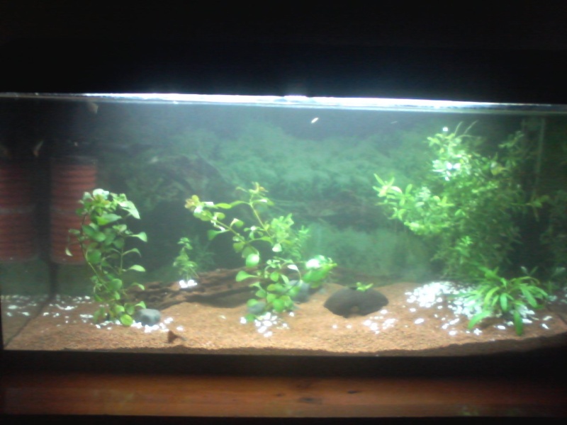 Mon aqua 96L  / Aqua Cube 70 litres / Guppys - Page 5 25949410