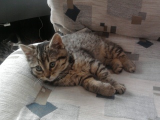 Mina, chatonne tigrée, née début avril 2011 (adoptée) Photo011