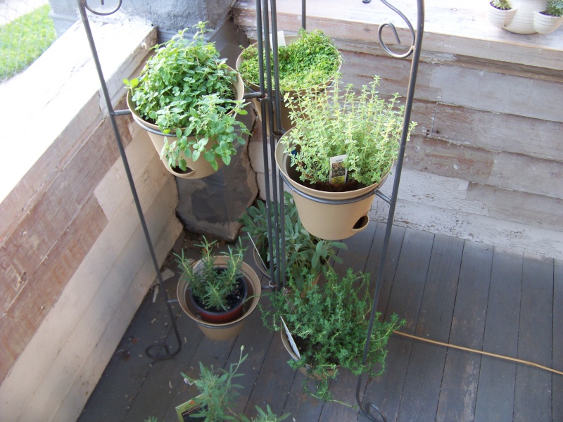 My SFG and container garden... 100_1010