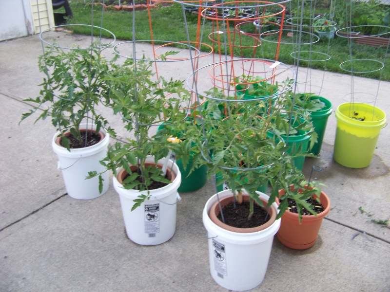 My SFG and container garden... 100_1011