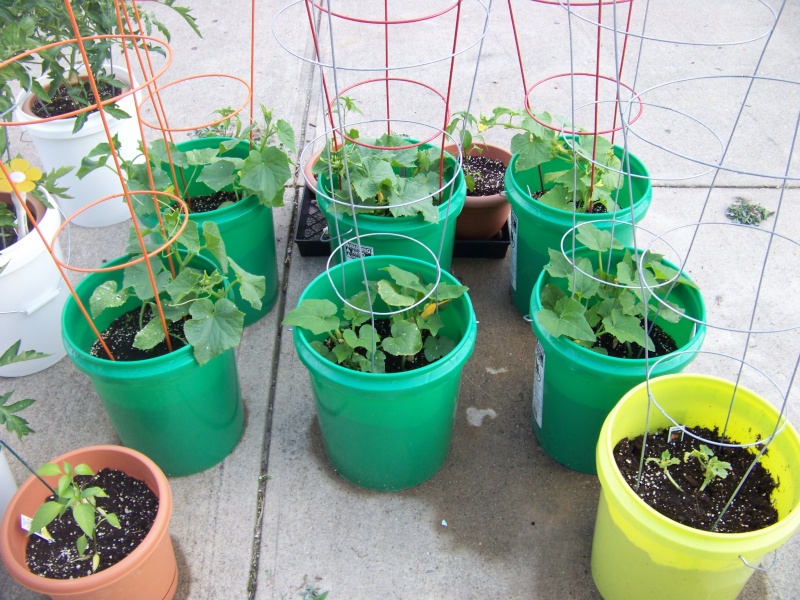 My SFG and container garden... 100_1012