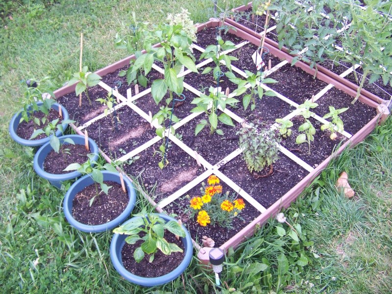 My SFG and container garden... 100_1110