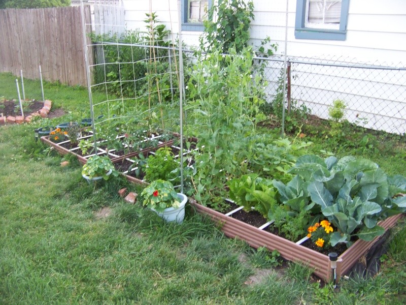 My SFG and container garden... 100_1114