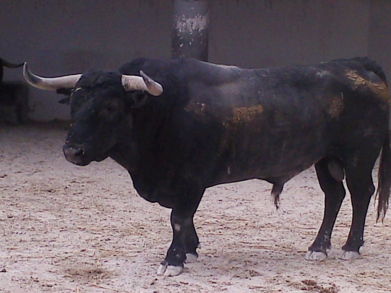 Toro de la feria P0806110