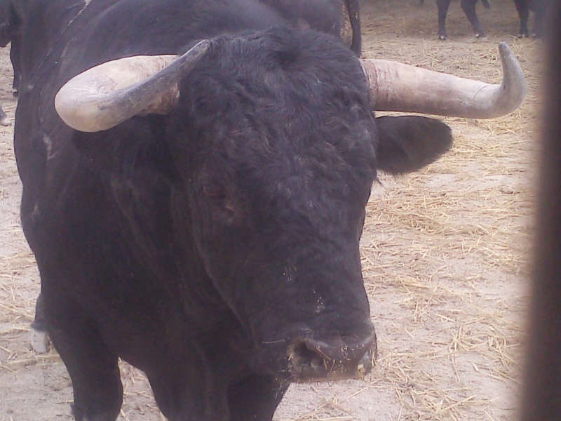 Toro de la feria P0806112