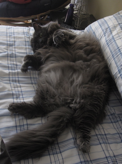 Is my kitty a Nebelung?? Img_1512