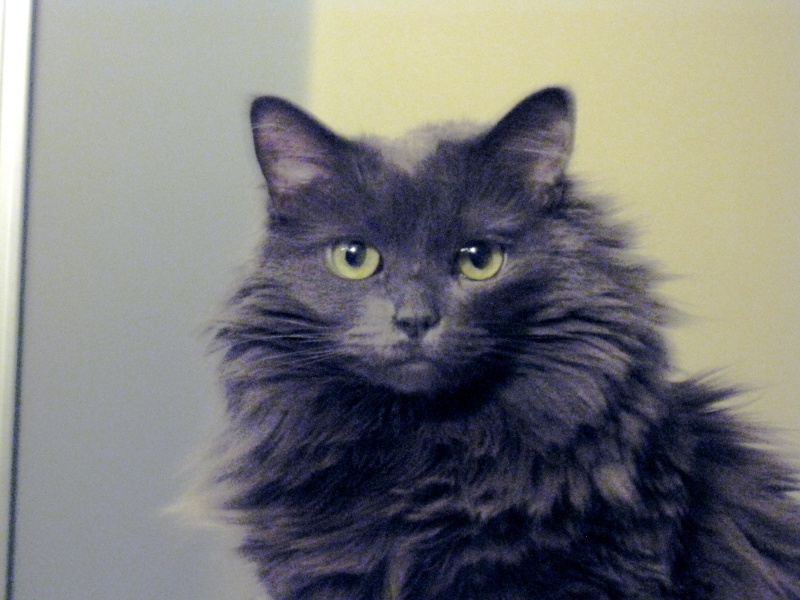 Is my kitty a Nebelung?? Img_1513