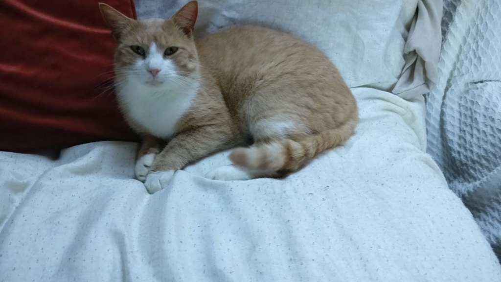 BOUNTY, adorable chat mâle roux et blanc Bounty10