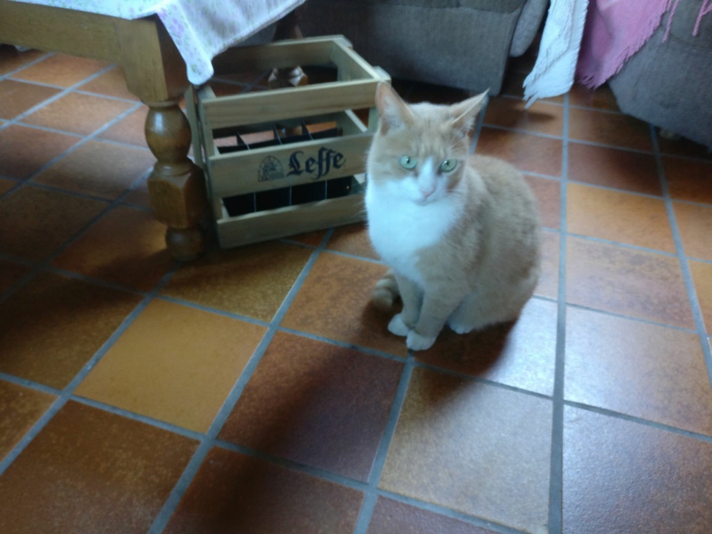 BOUNTY, adorable chat mâle roux et blanc Bounty11