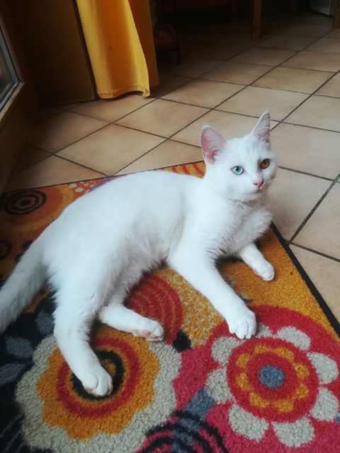 BOW, adorable petite chatte blanche aux yeux vairons Bow10