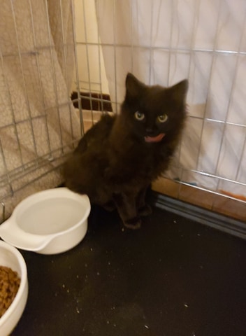 MURPHY, adorable petite panthère noire de salon angora Chaton17