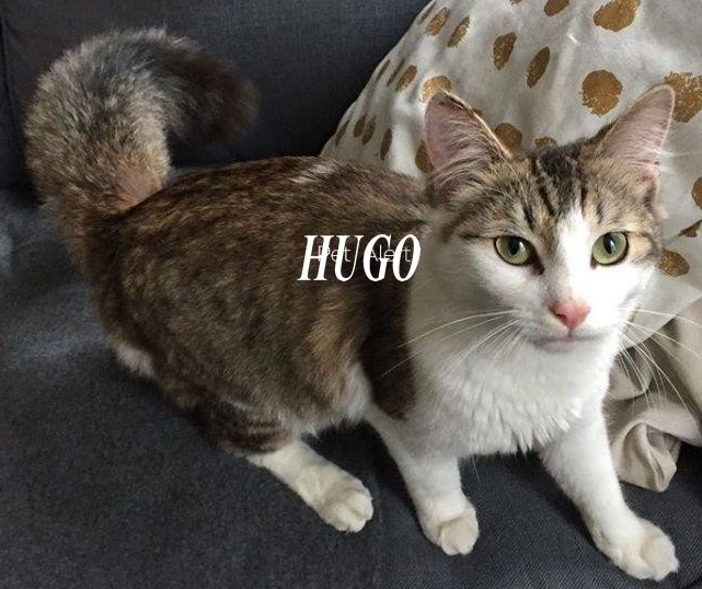 HUGO, petit amour sur pattes Hugobe10