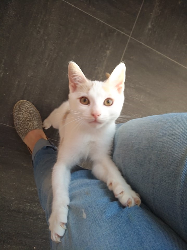LOLITO, adorable chaton blanc et café au lait (Lolita's family) Lolito10