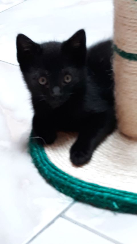 PEPSY, PETIT CHATON NOIR SOS EGLISE DE LEUZE Pepsy10