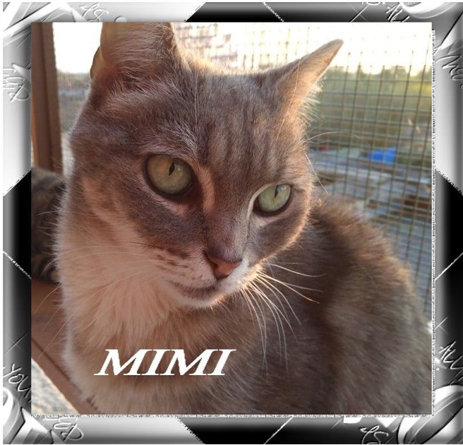 MIMI, adorable petite chatte gris clair et beige Pixiz-22