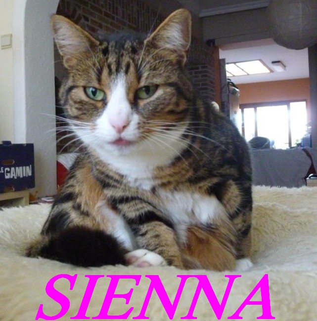 SIENNA, belle micro chatte marbrée de 5 ans Sienna11
