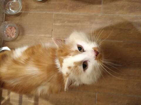 Samson Adorable Chat Male Blanc Et Roux Angora Samson Adorable Chat Male Blanc Et Roux Angora