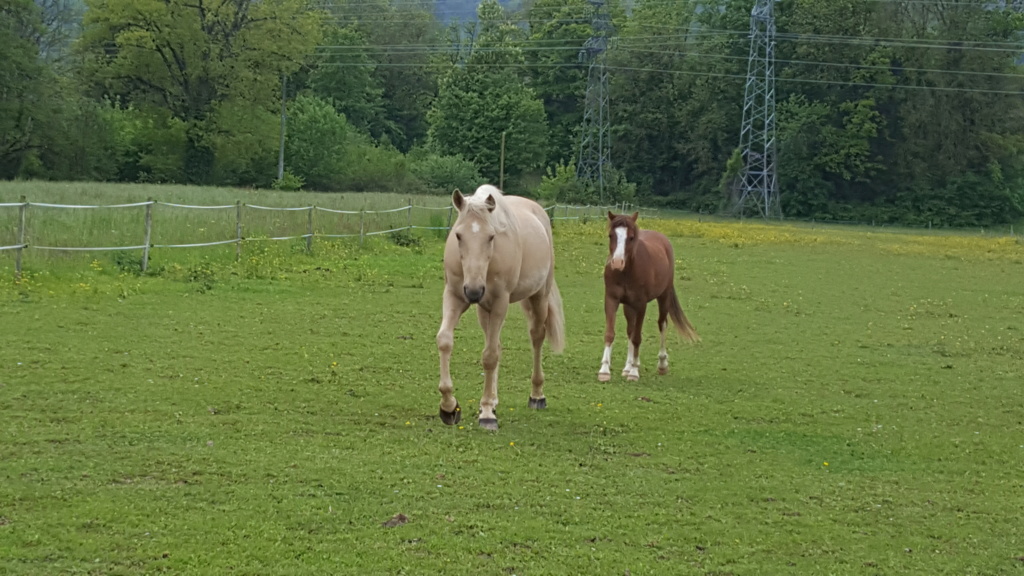 LUTSIANO dit LULU- ONC Selle né en 2004 - adopté en mars 2011 par Isaline - Page 5 20190519
