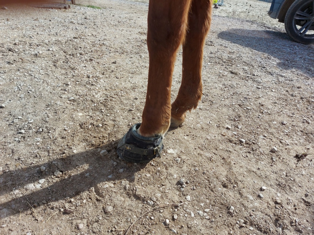 UNCOGNITO - ONC selle né en 2008 - adopté en décembre 2019 par Isaline - Page 3 20210210