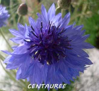 Lien vers différentes plantes du jardin d'Hortulus et Camélia Centau10