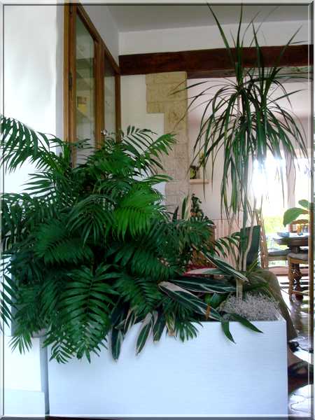 Les plantes d'intérieur chez camélia Dsc02425