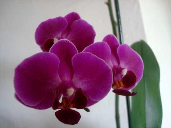 Des nouvelles de mes orchidées... Dsc04113