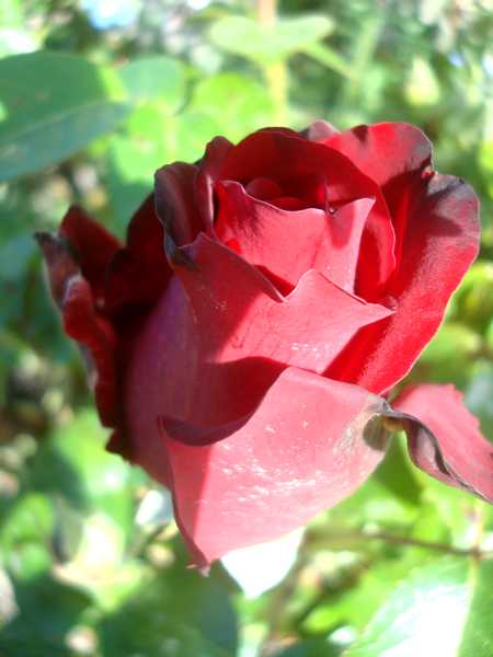 La couleur des roses... Dsc04575