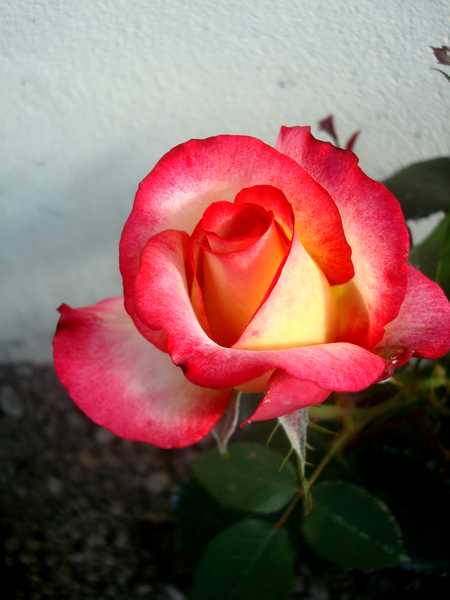 La couleur des roses... Dsc04577