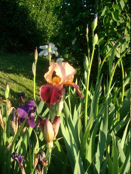 Les iris : un régal pour les yeux ! Dsc05737