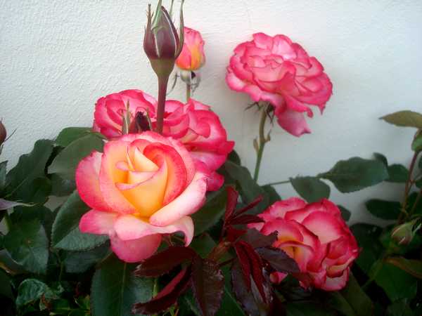 Les roses sont de retour... Dsc05742