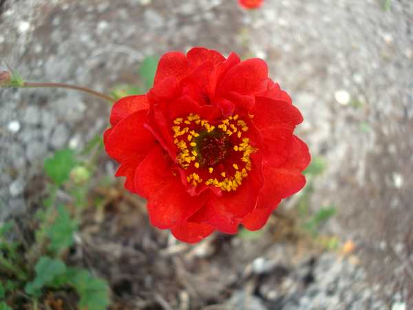 Les Benoîtes Dsc05758
