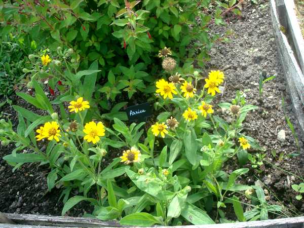 L'Arnica, une plante médicinale... Dsc06027