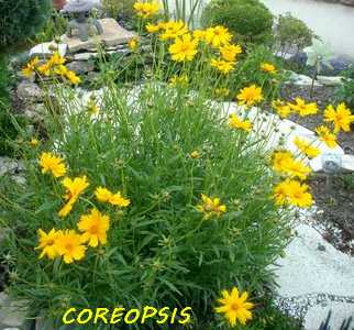 Les plantes ou arbustes en pot : l'Escalonia Hzolio10