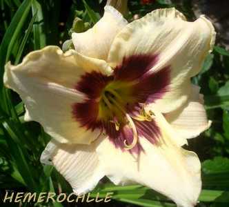 Des Iris, des feuilles de Fenouil... un bouquet ! Hzomzo10