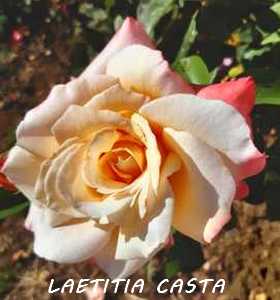 Lien vers différentes plantes du jardin d'Hortulus et Camélia Laetit10