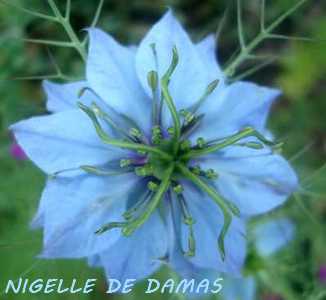 Une plante fleurie pas compliquée Nigell10