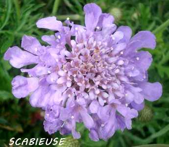 Le Lys = Une fleur royale Scabie10