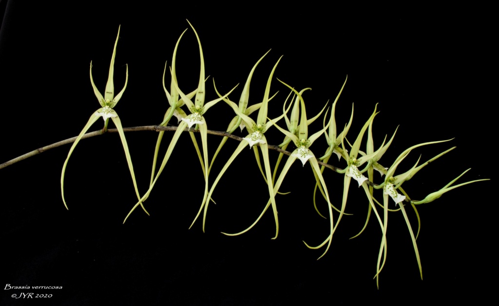 Brassia verrucosa Brassi15