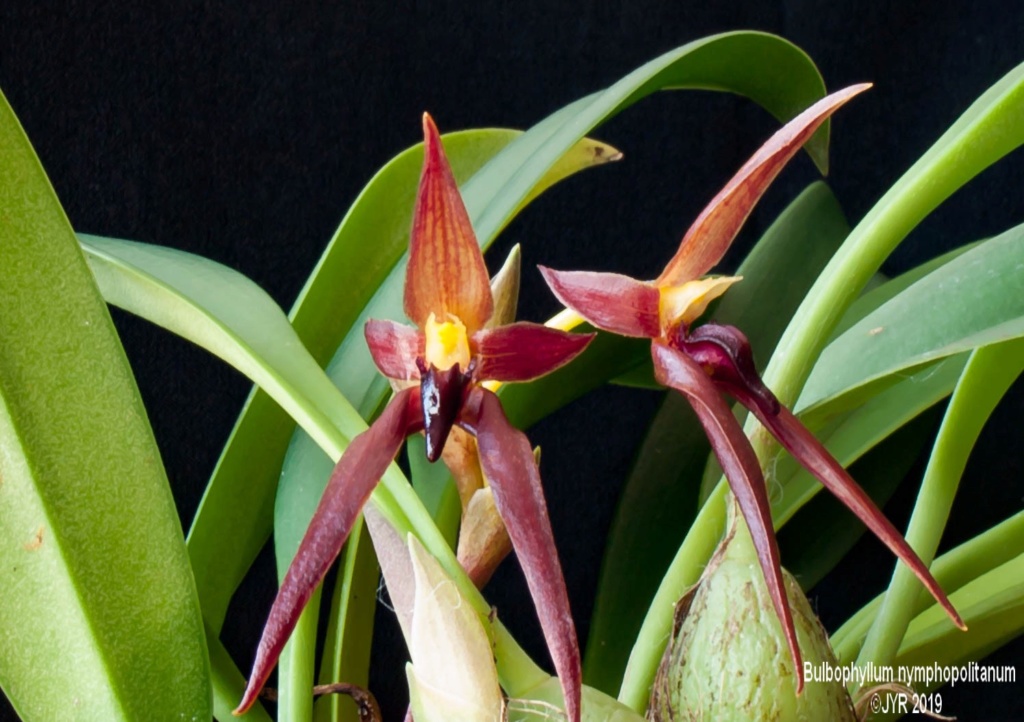 Bulbophyllum nymphopolitanum                         Bulbop12