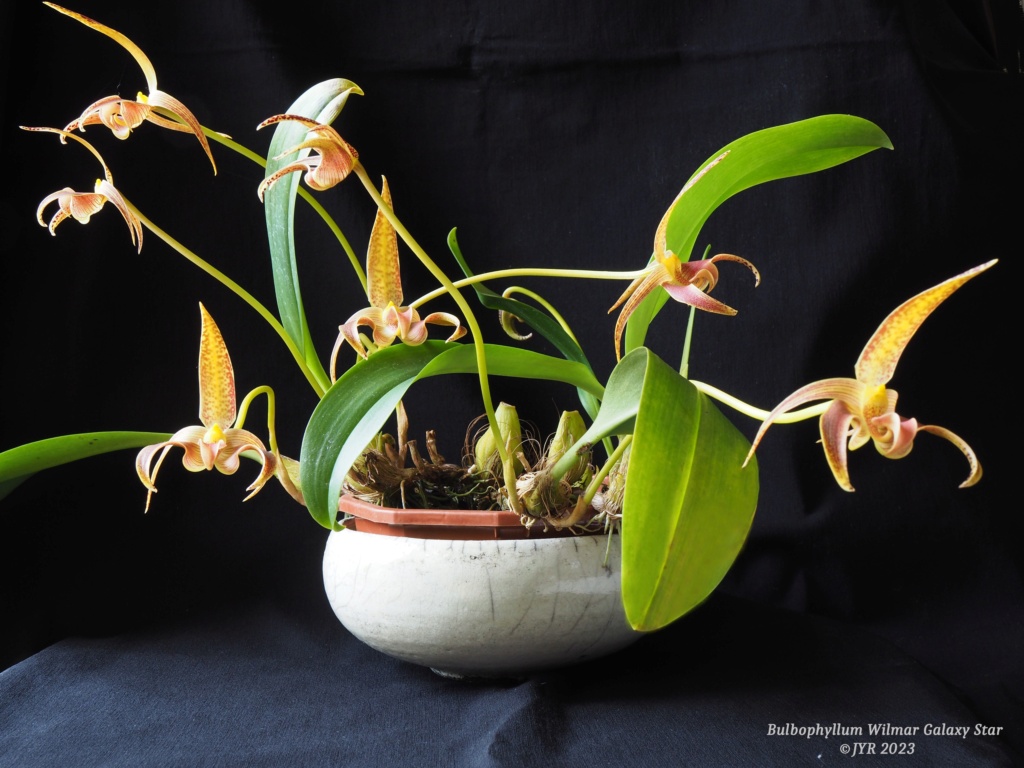 Bulbophyllum Wilmar Galaxy Star Bulbop19