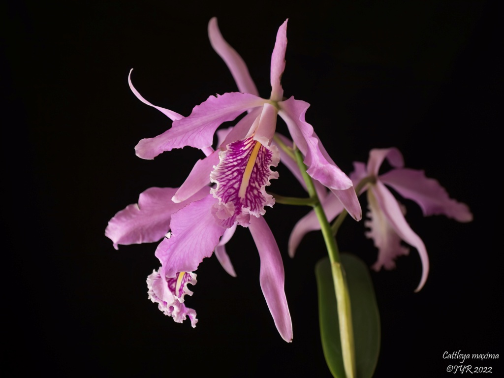 Cattleya maxima Cattle20